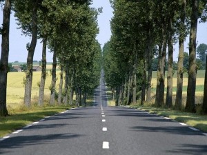 S7-Securite-routiere-vers-la-fin-des-arbres-le-long-des-routes-101951